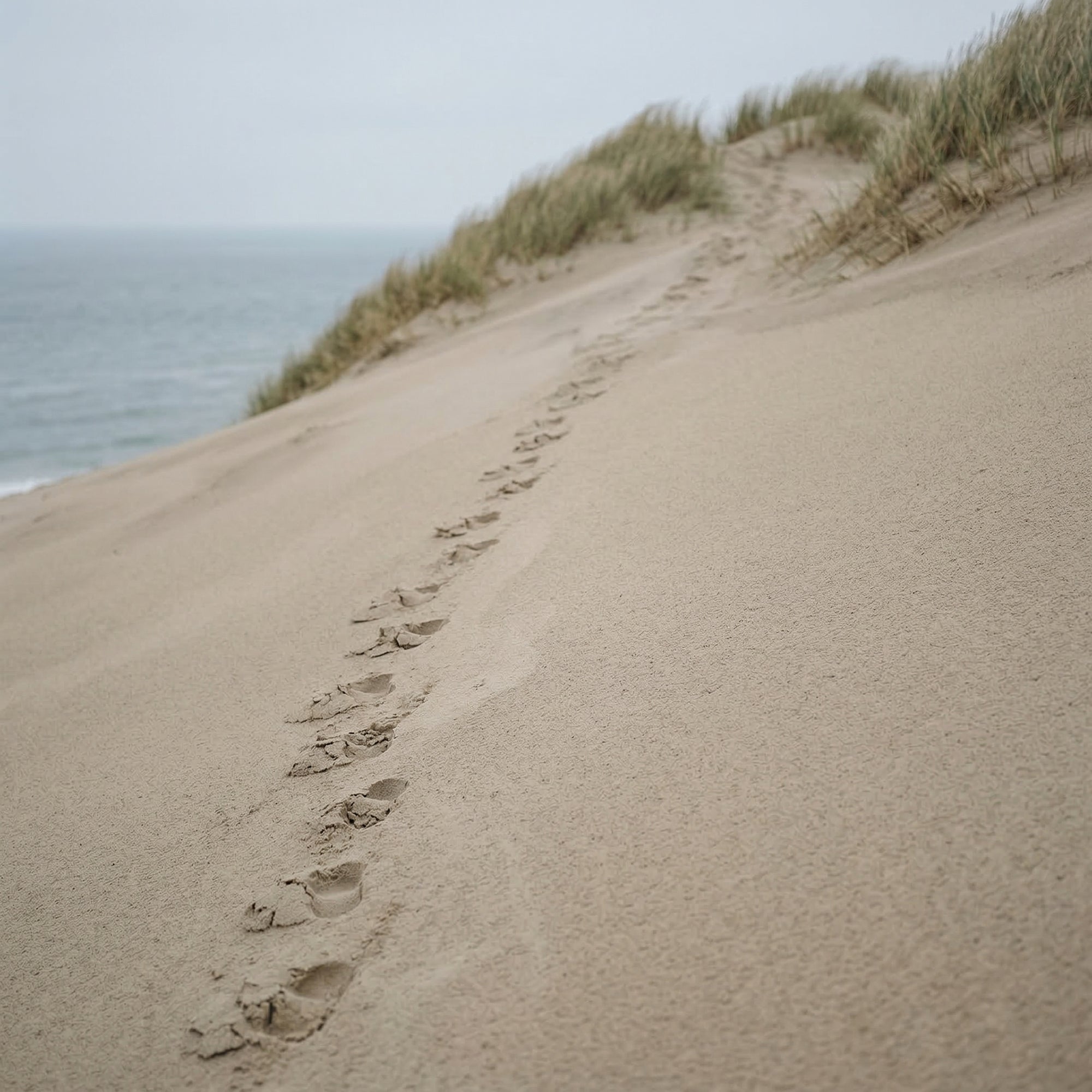 Rekke av fotspor i sand som leder opp langs en sanddyne mot gresstuster med hav og overskyet himmel bak